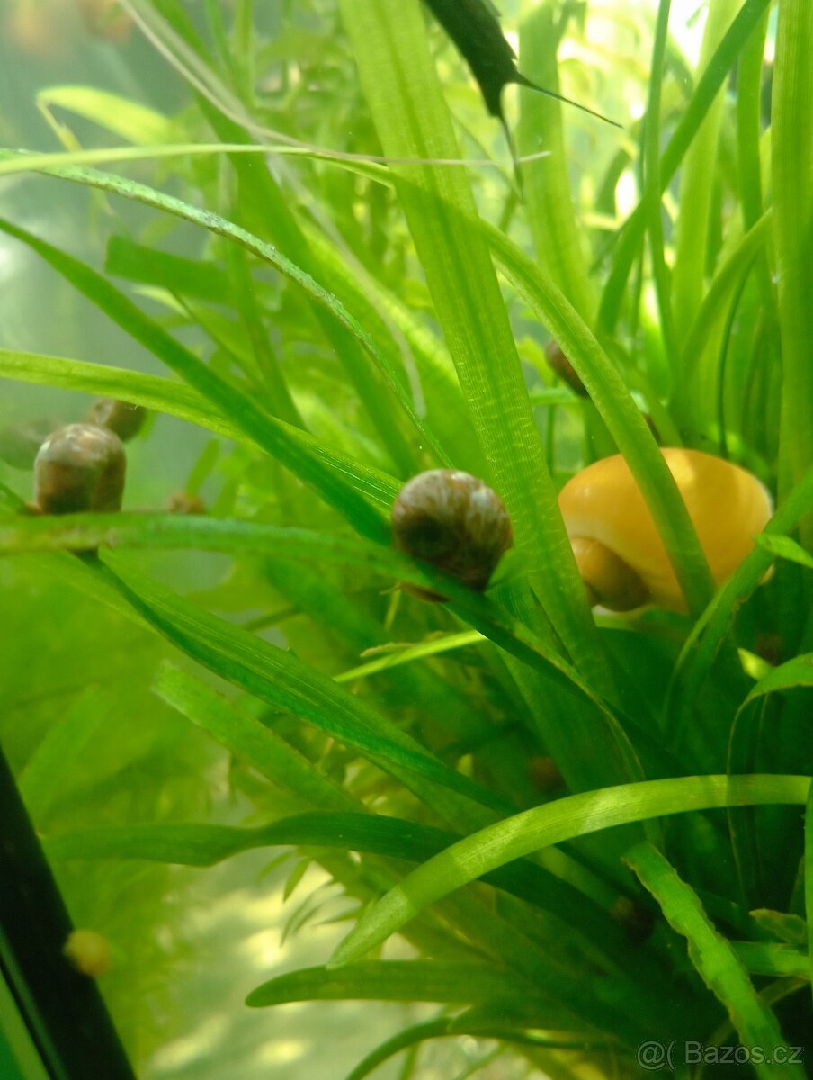 Akvarijní šneci - Ampulárie žlutá