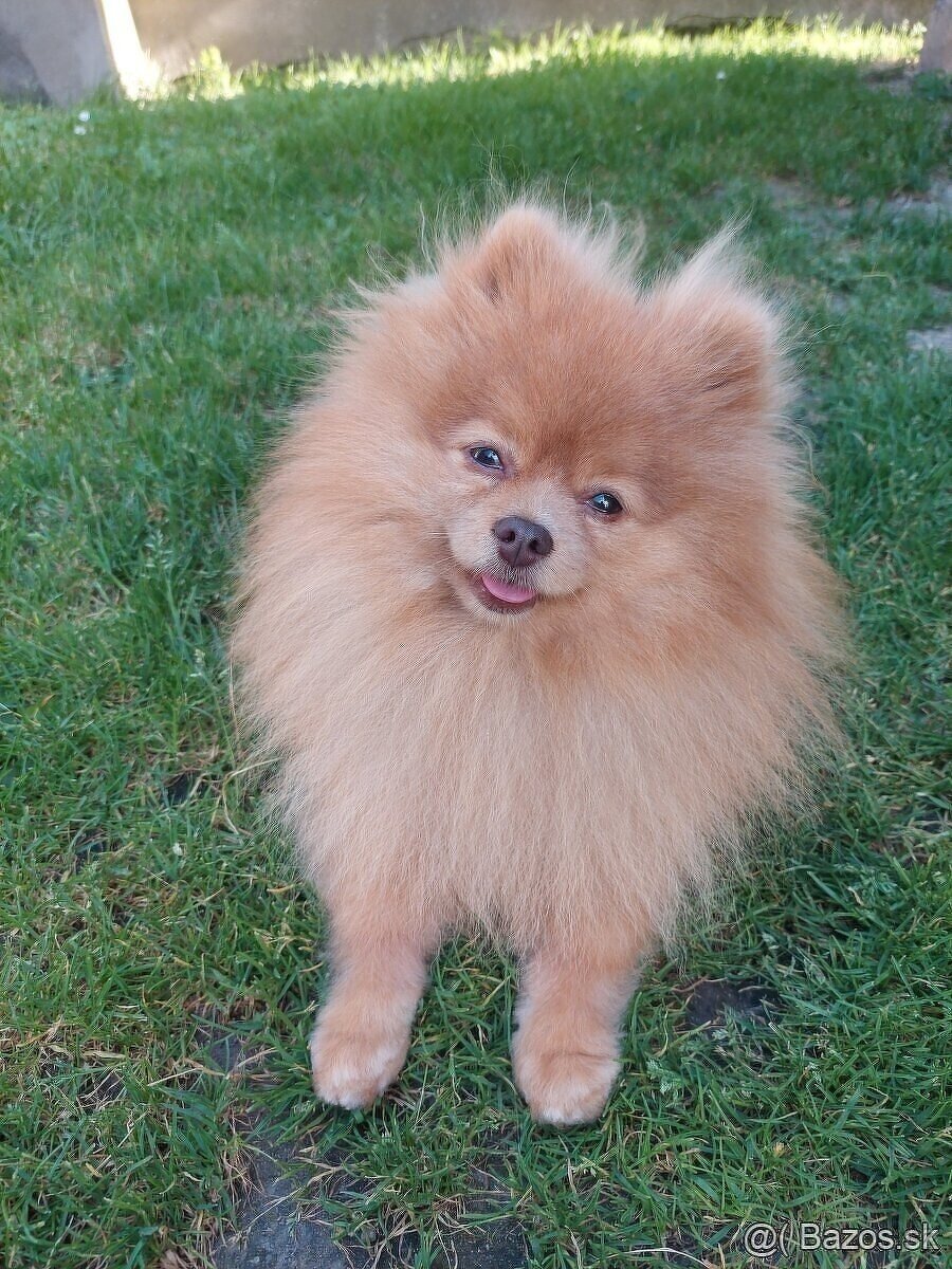 Pomeranian psik.