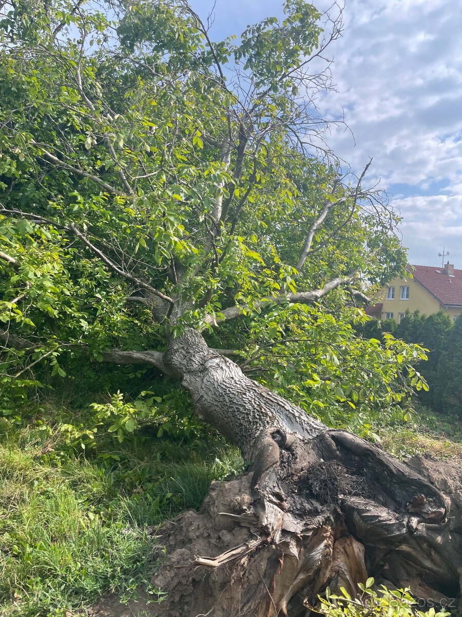 Ořešák