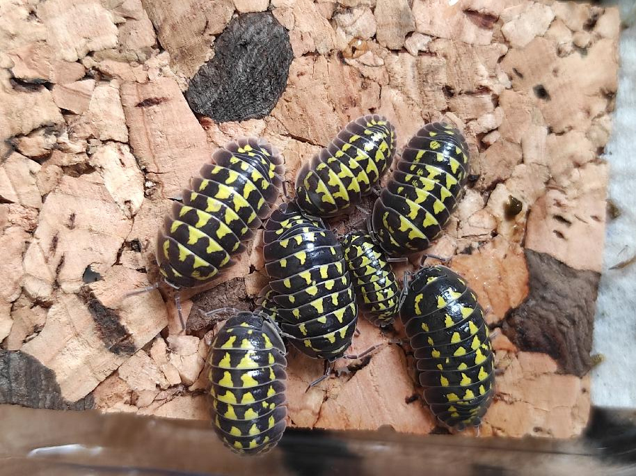 Isopody Porcellio laevis orange a Armadillidium gestroi