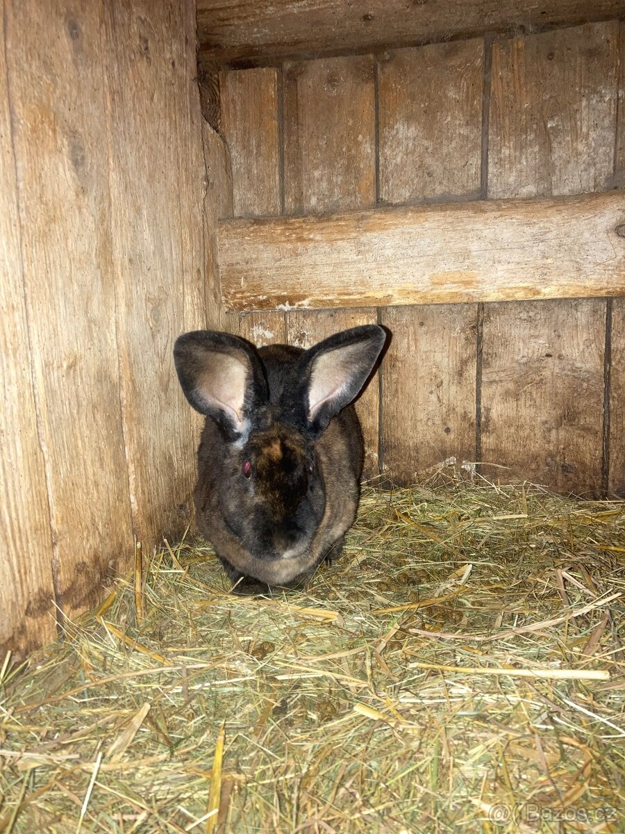 Kralik- Dalmatin rex/ Kominik