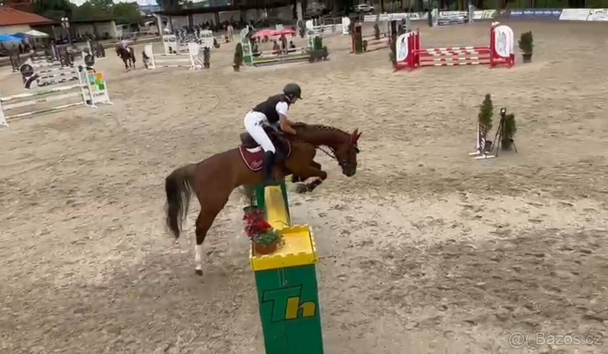 Koupím koně do skokového sportu do 10 let