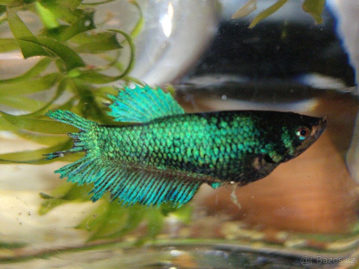 Daruji Betty (prosím spěchá)