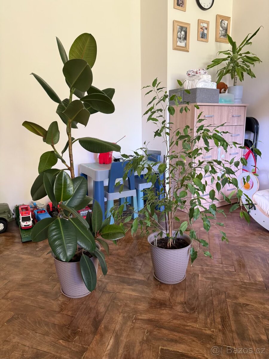 Prodám květiny Ficus exotica + robusta