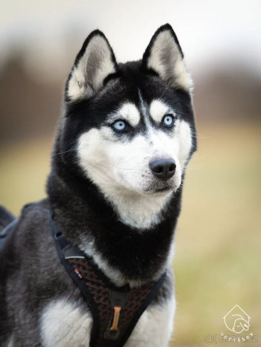 Kříženka sibiřského huskyho