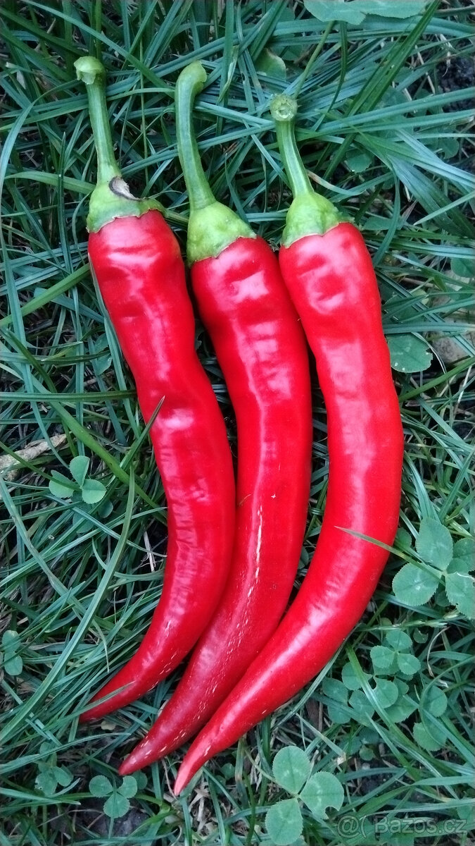Sazenice paprika (sadba) – LZE POSLAT