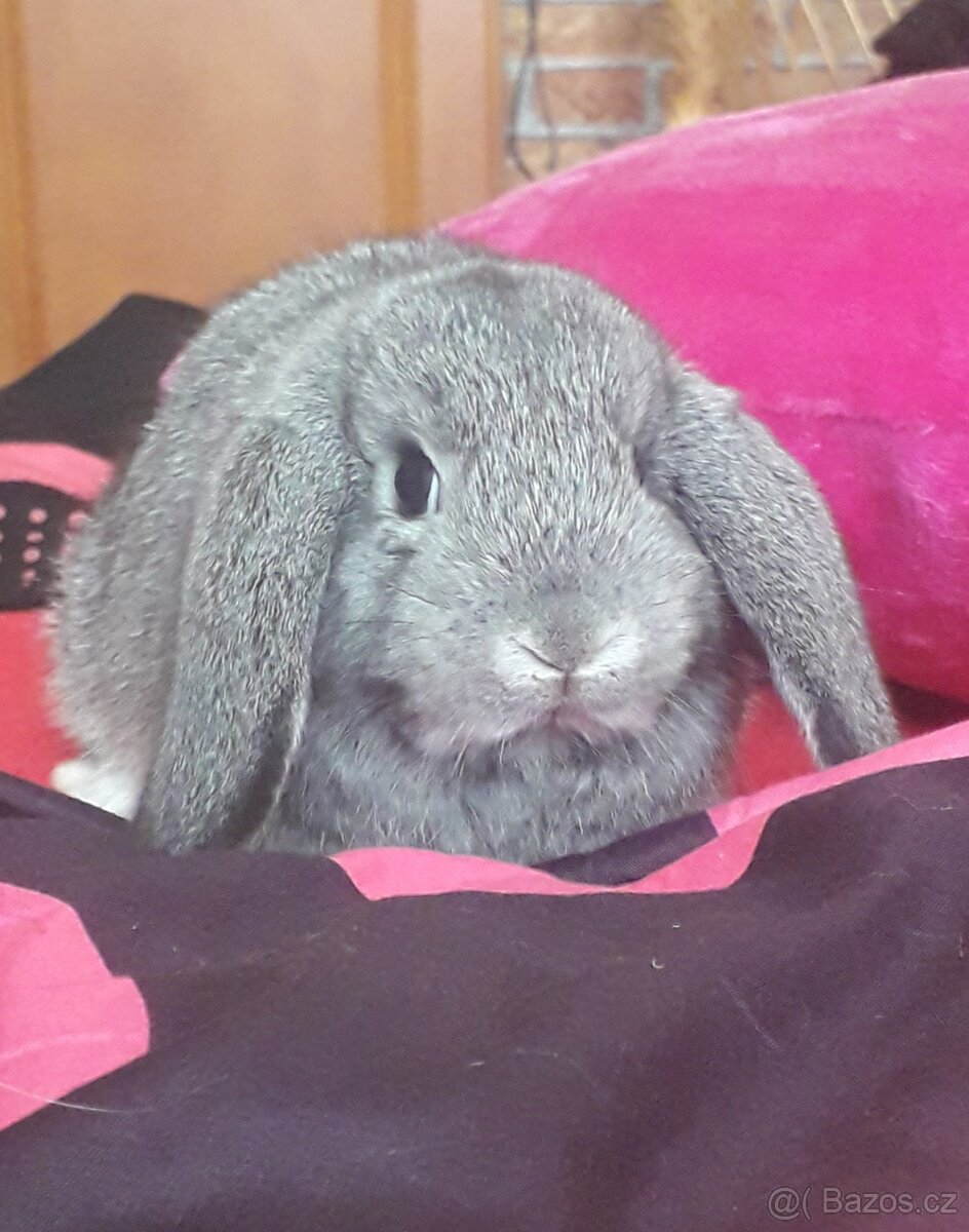 Zakrsly beránek cincilovy