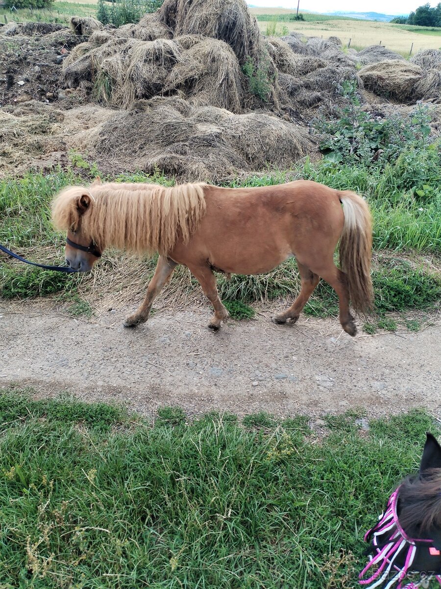 Shetland ponny klisna