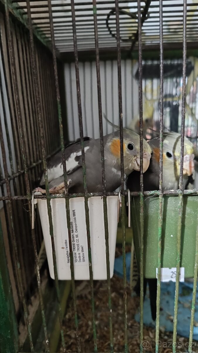 Korela