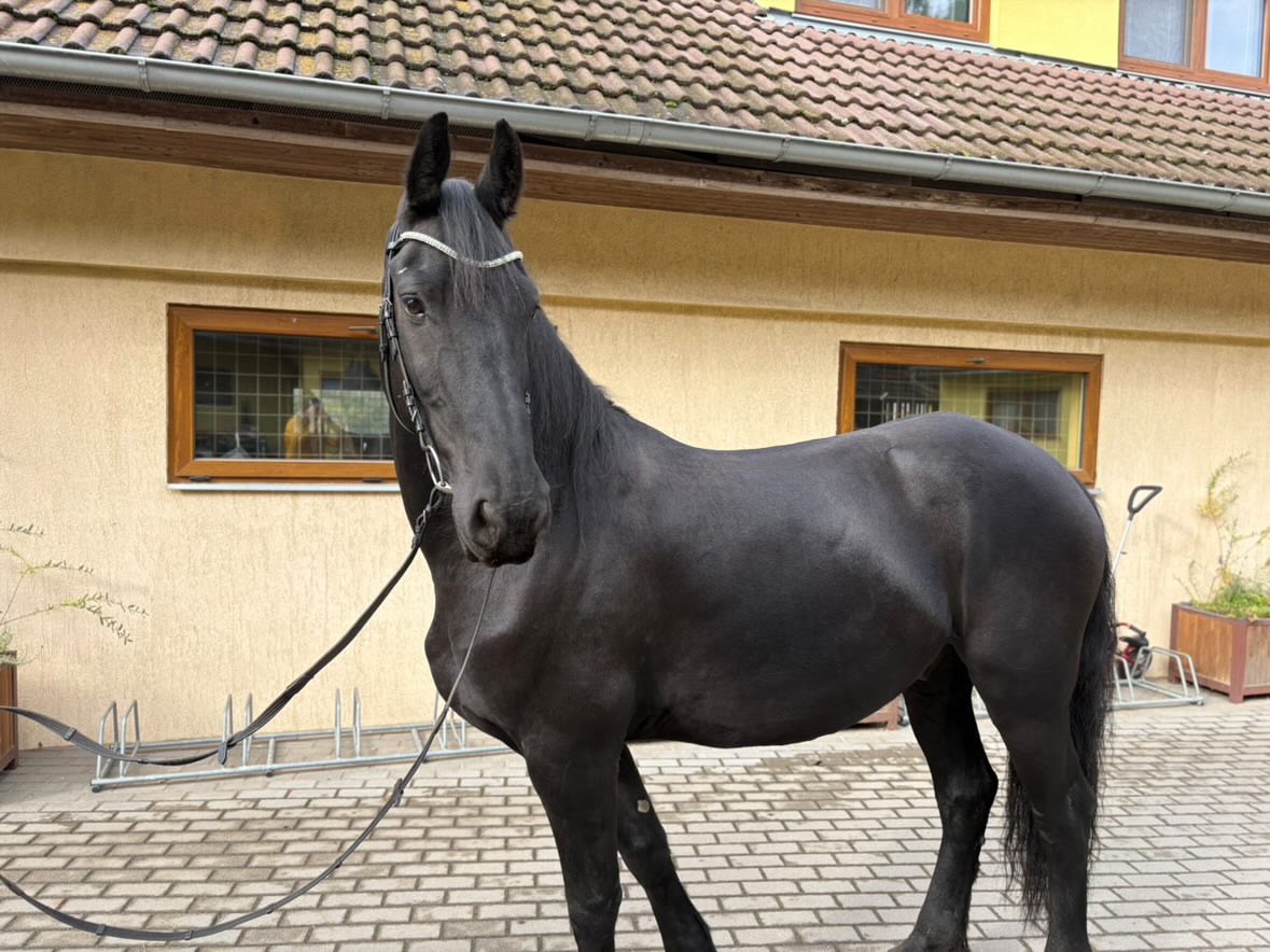 Fríský kůň