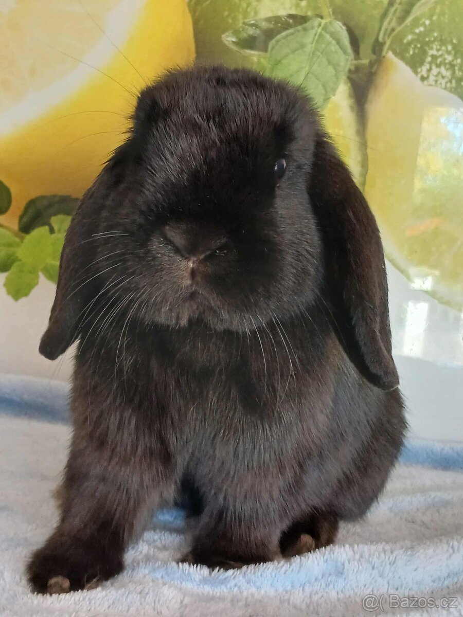 Volná samička - Anglický Zakrslý Beránek MiniLop🍑🧡🤍