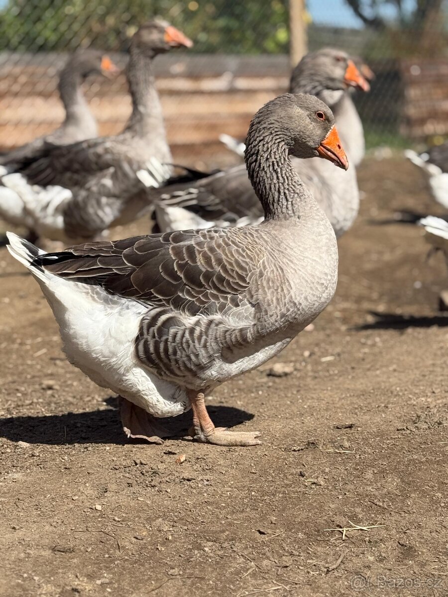 Svatomartinská husa