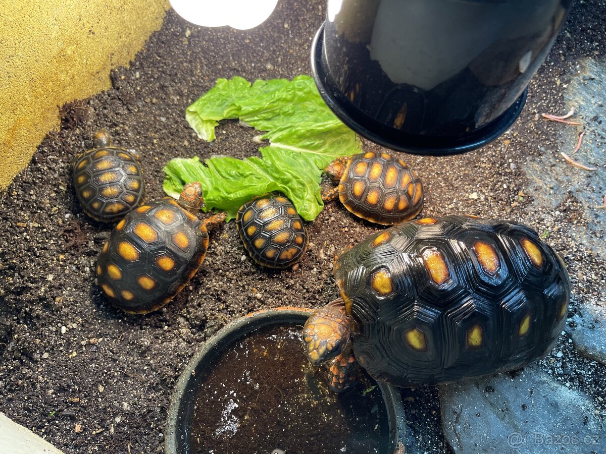 Želva uhlířská - mláďata
