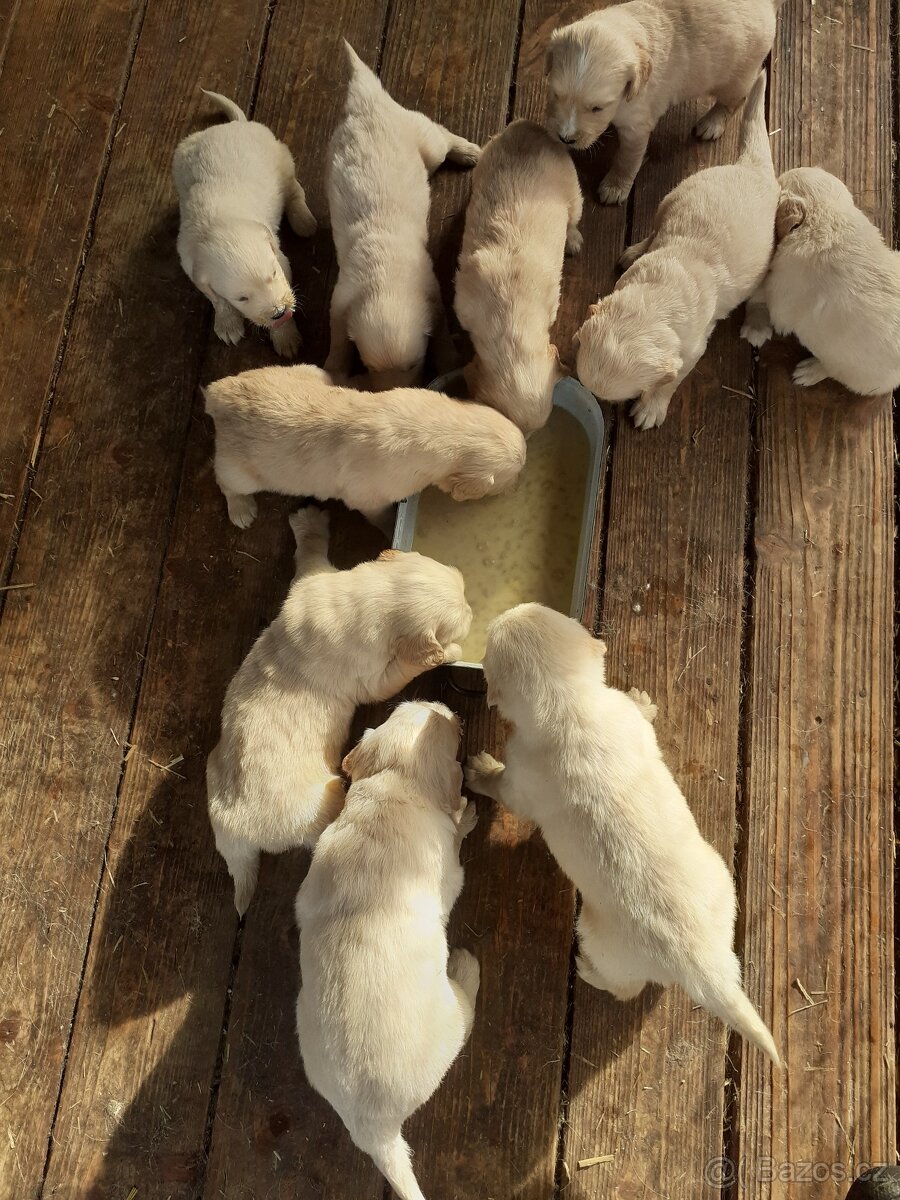 Zlatý retrívr, štěňata