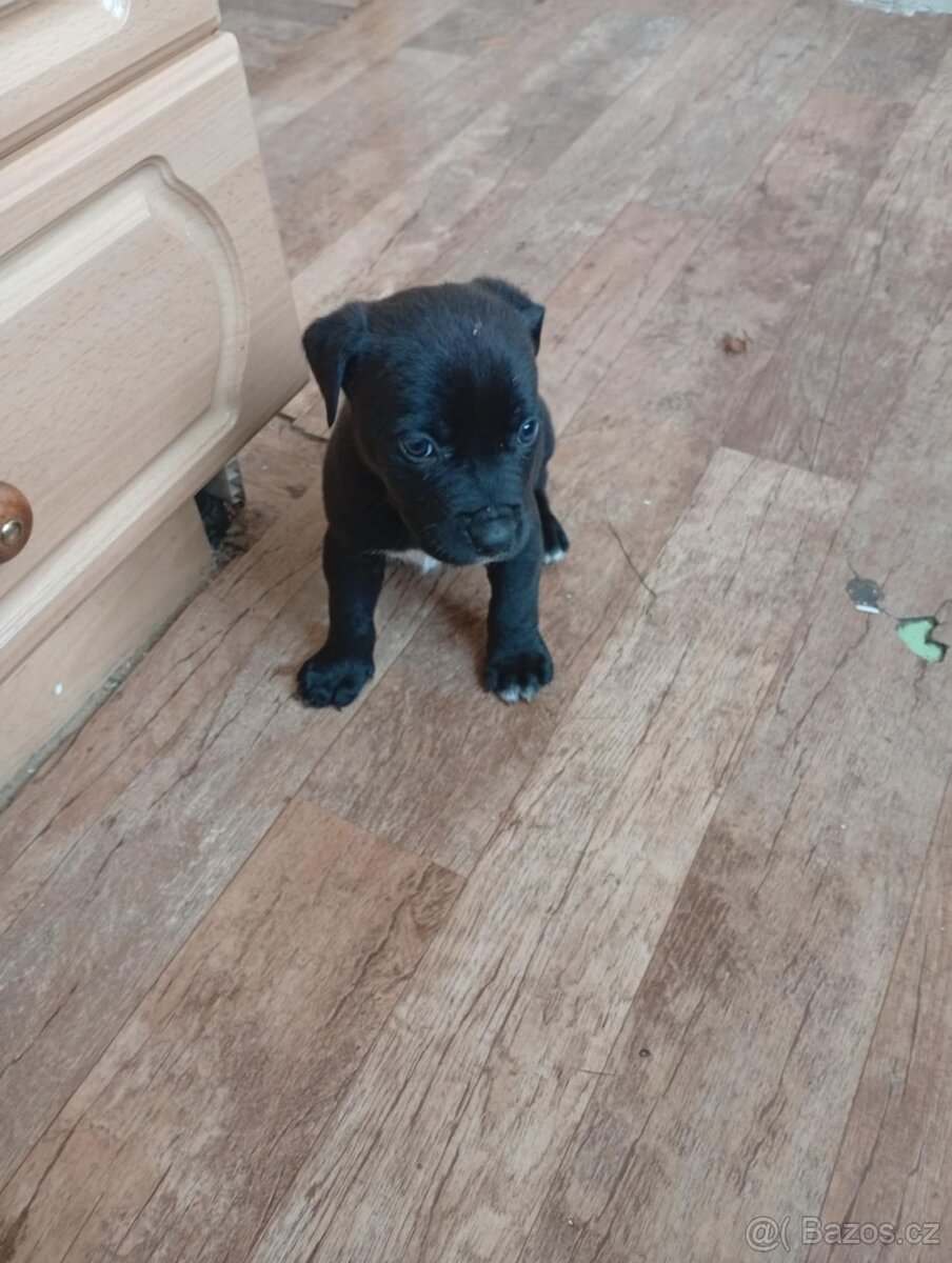 Stafordšírský bulteriér