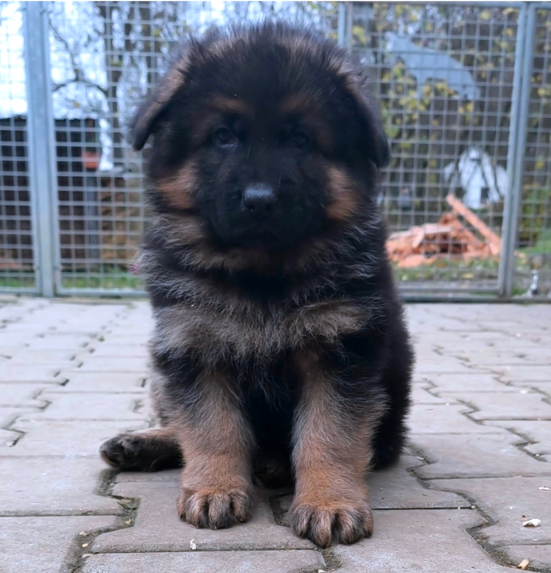 Německý Ovčák - štěňata