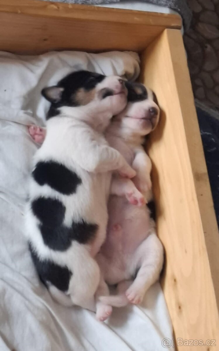 Čistokrevné štěně Jack Russell - kluk Felix