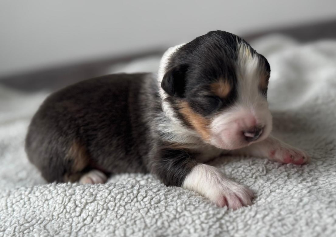 Prodám štěňata australského ovčáka s PP