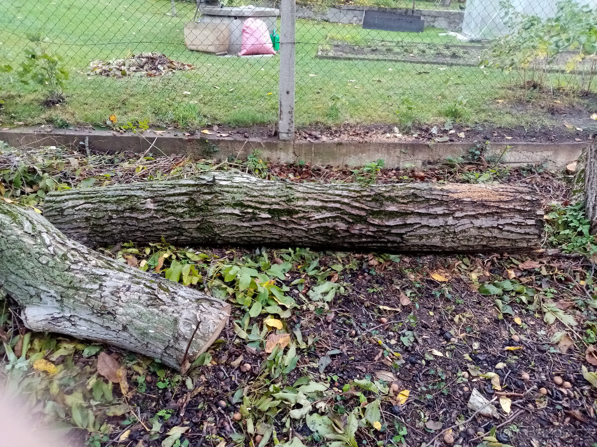 Prodám kmen ořešáku vlašského, ořech.