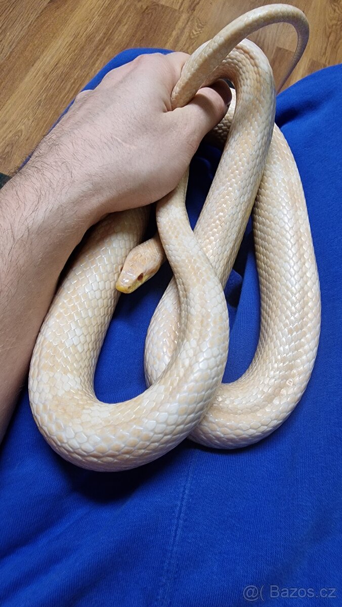 Užovka červená albín