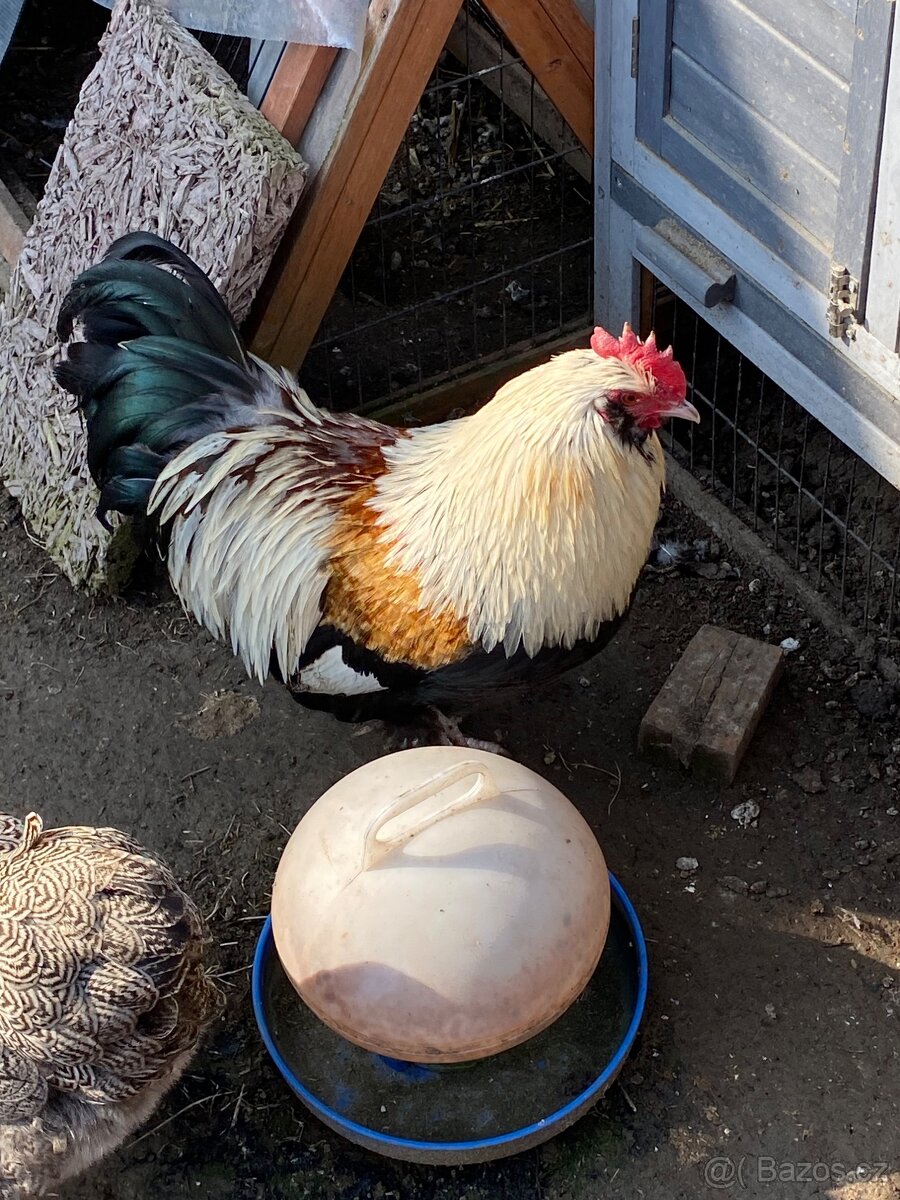 Faverolka zdr. - kohouti