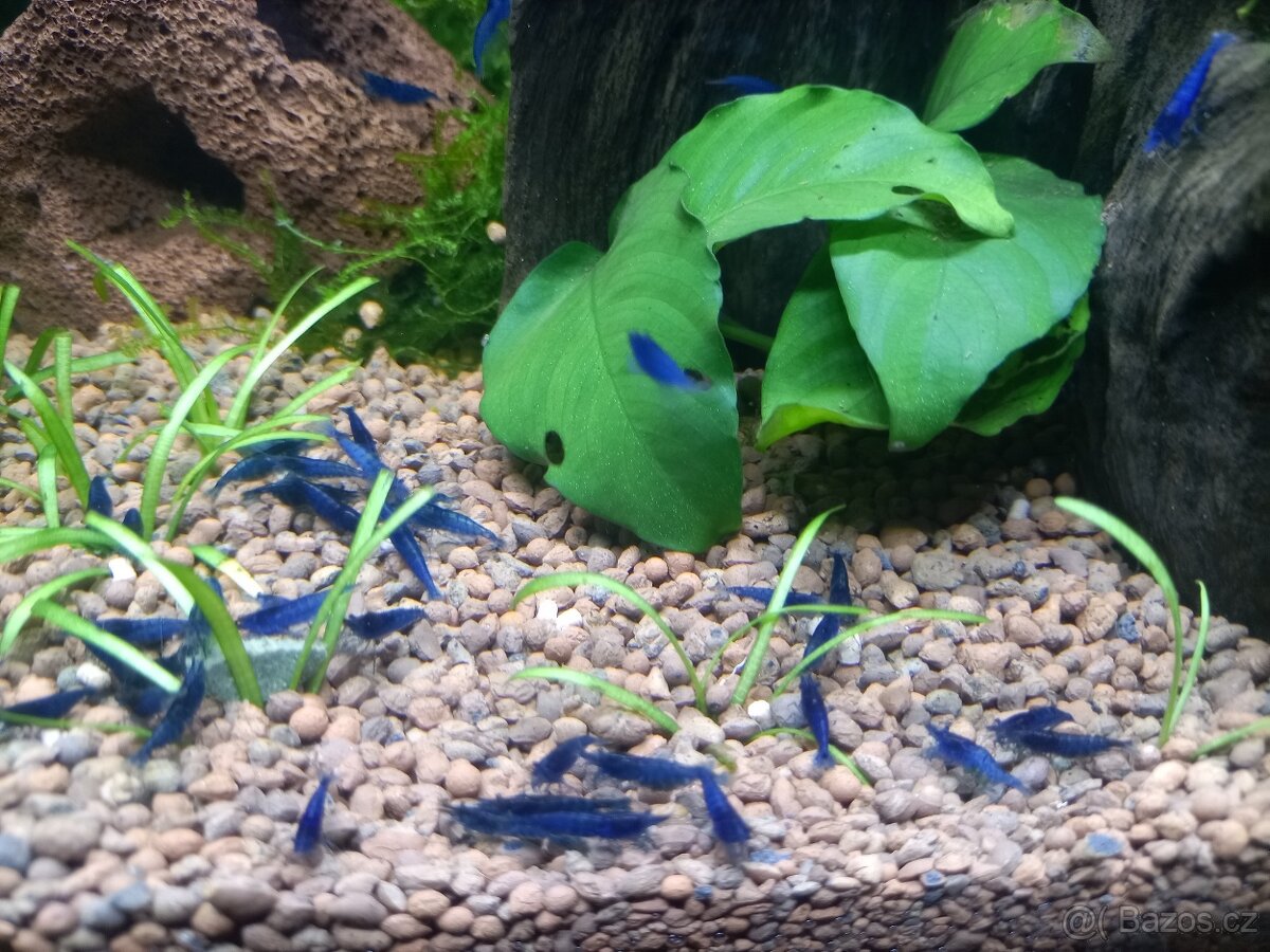 Krevetky neocaridina Blue dream