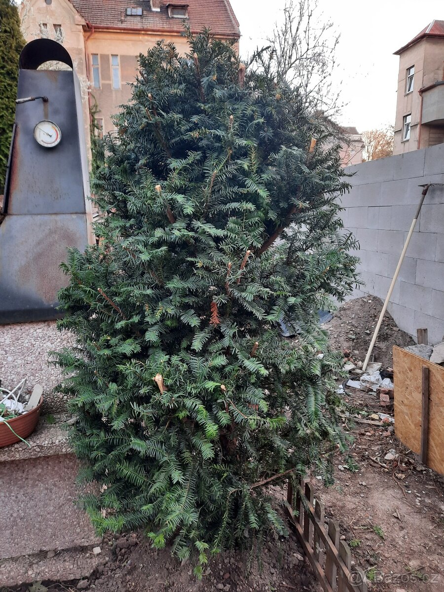 Tis červený - 3 kusy