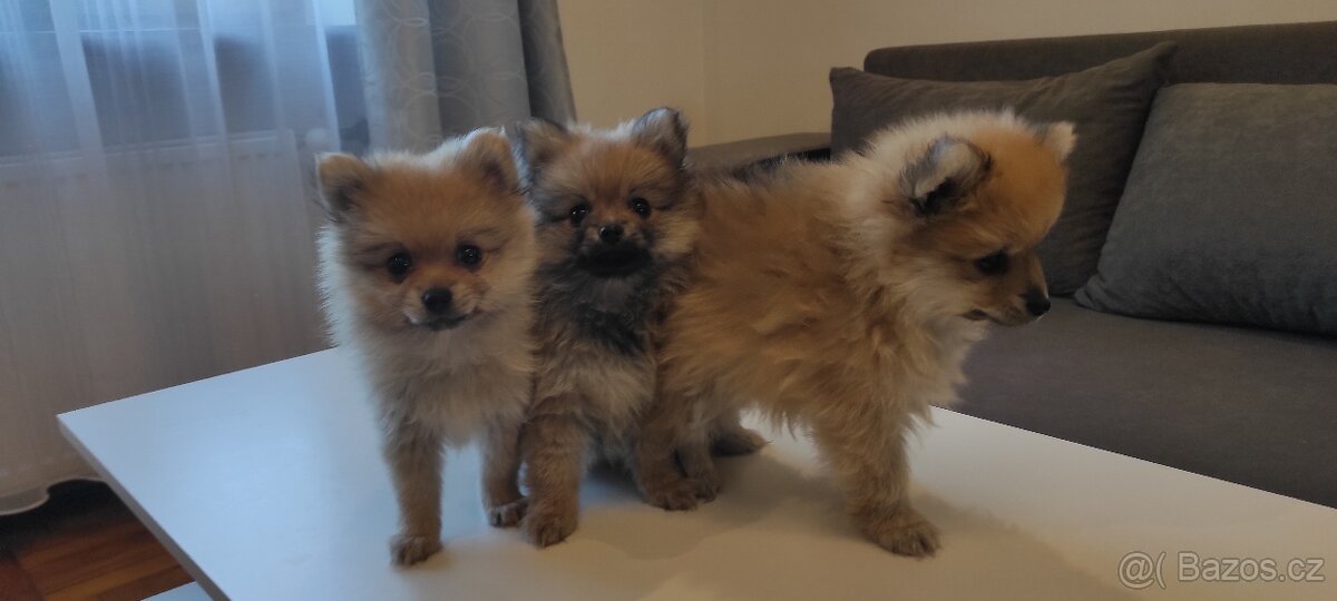 Špic pomeranian s pp štěňata