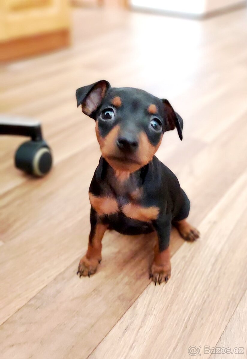 Trpasličí pinč Minidoberman