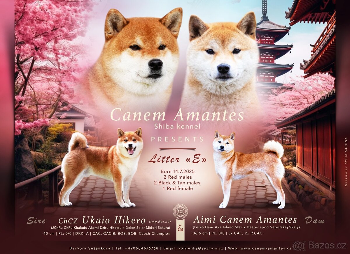 Shiba - štěňátka s PP FCI