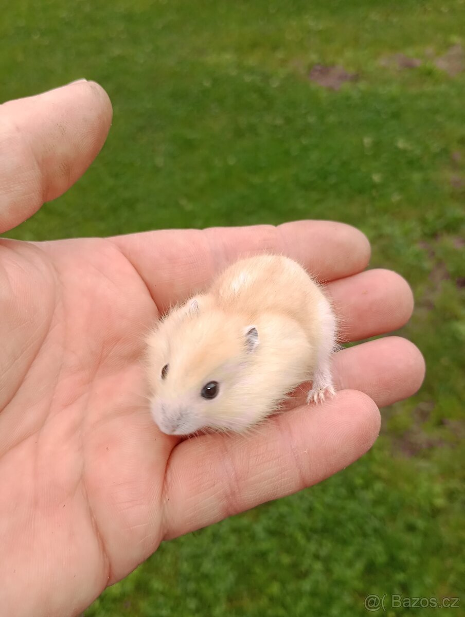 Křečík džungarský