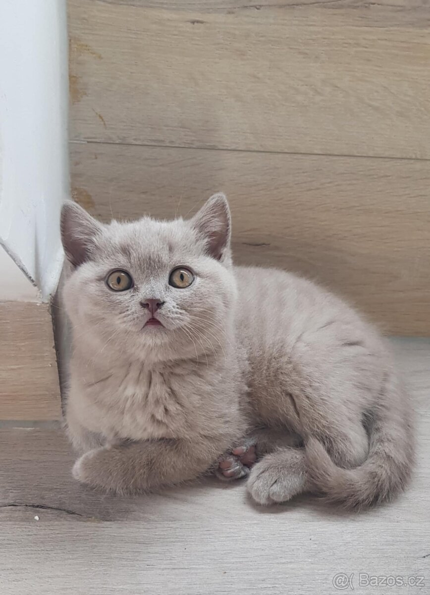 Krasna britská kratkosrstna koťata