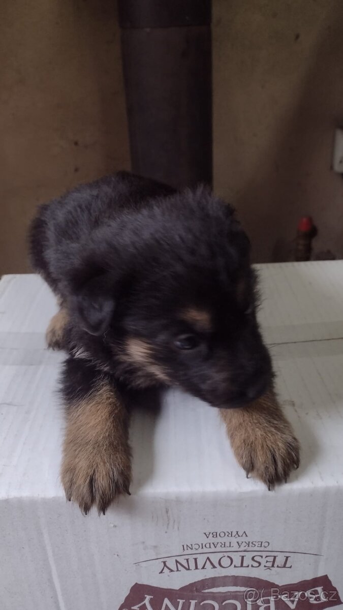 štěňata německého ovčáka