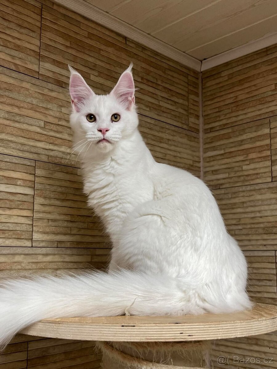 Mainský mývalí kocourek s PP