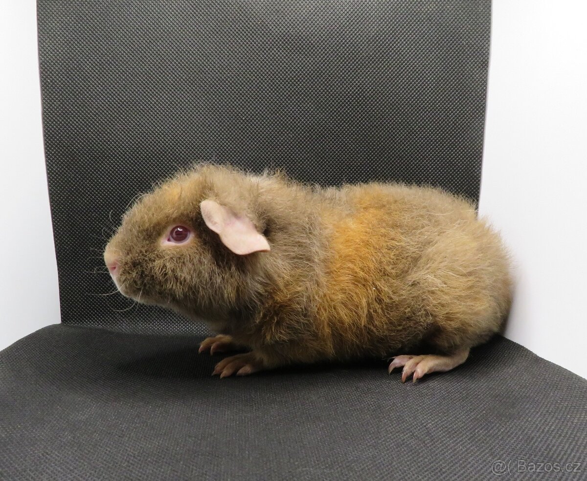 Morče, morčátko US Teddy, hladké