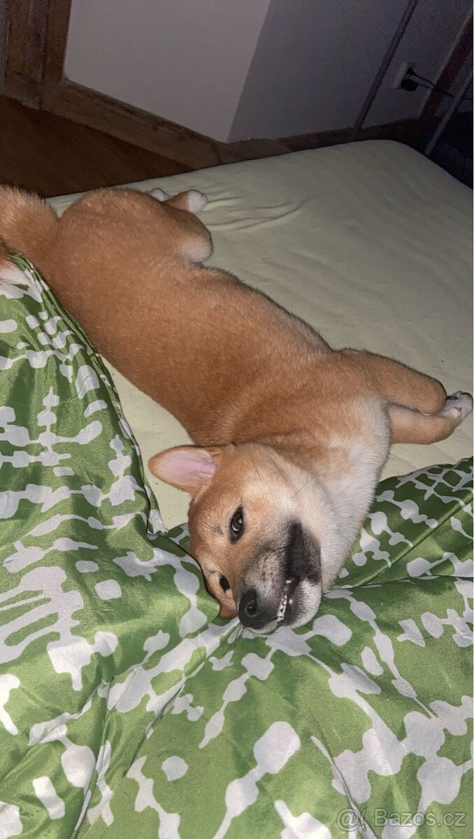 Shiba Inu
