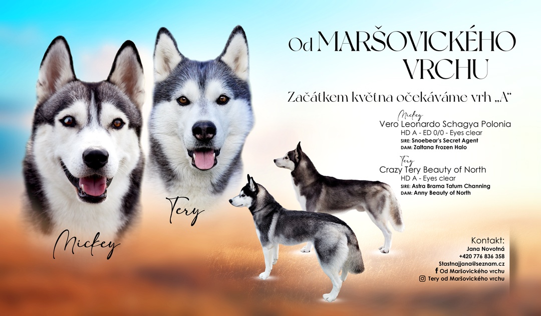 Sibiřský husky s PP