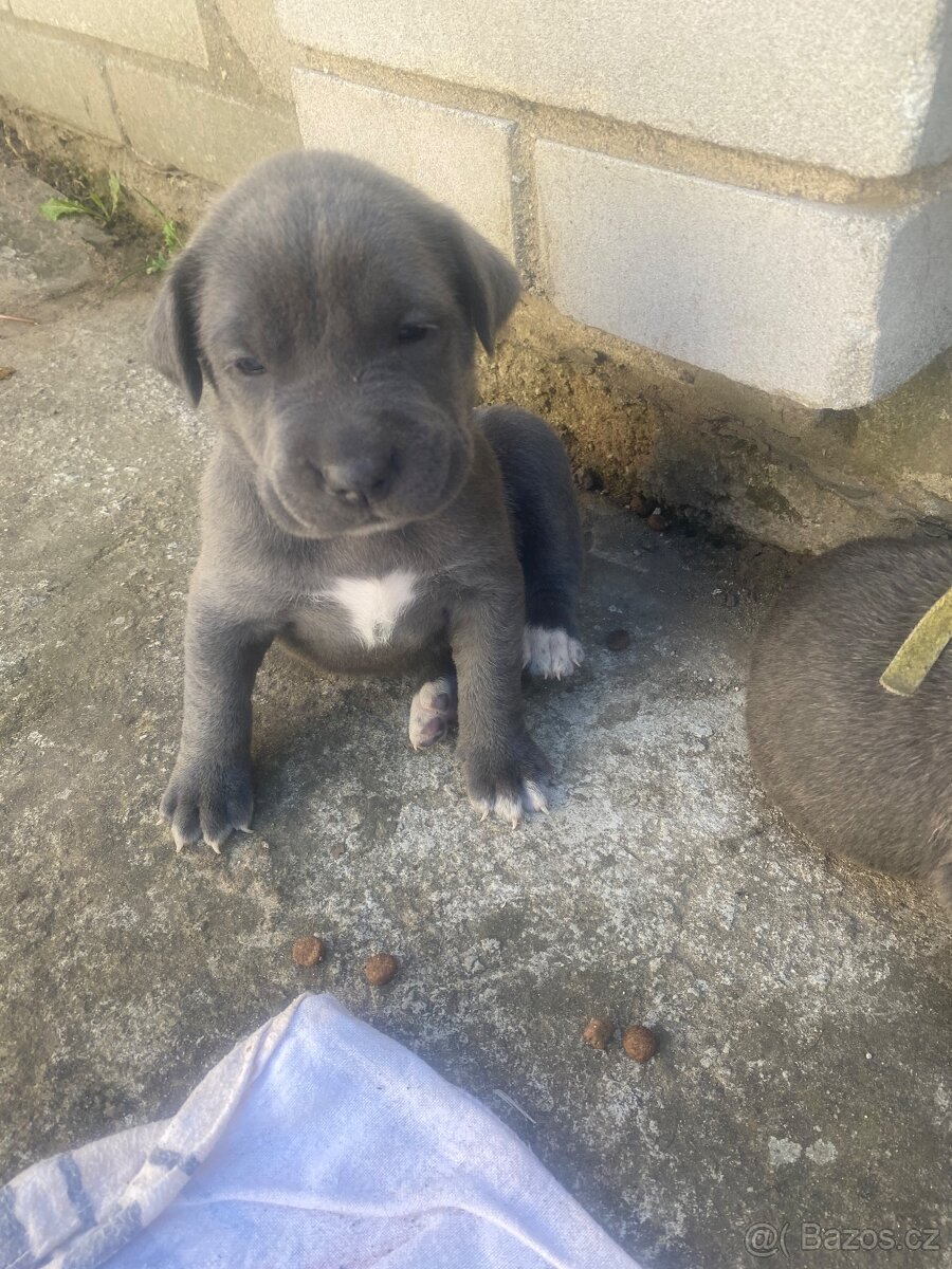 Cane corso rezervaci