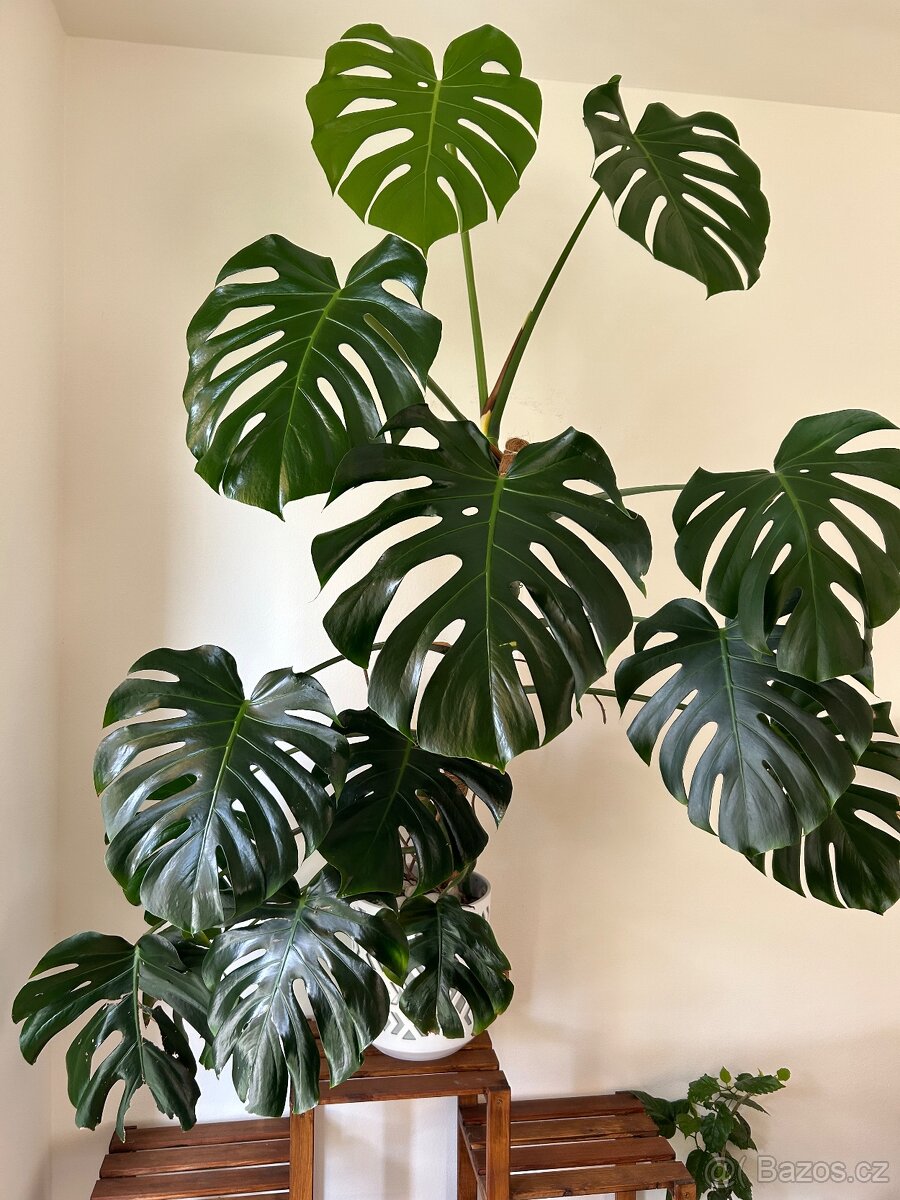 Velká monstera