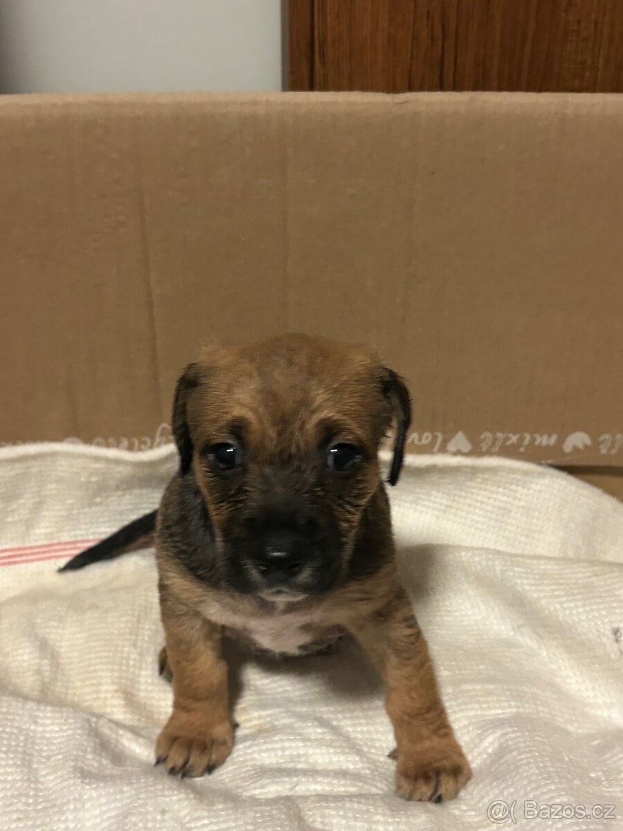 Štěňátko Jack Russel X Jezevčík