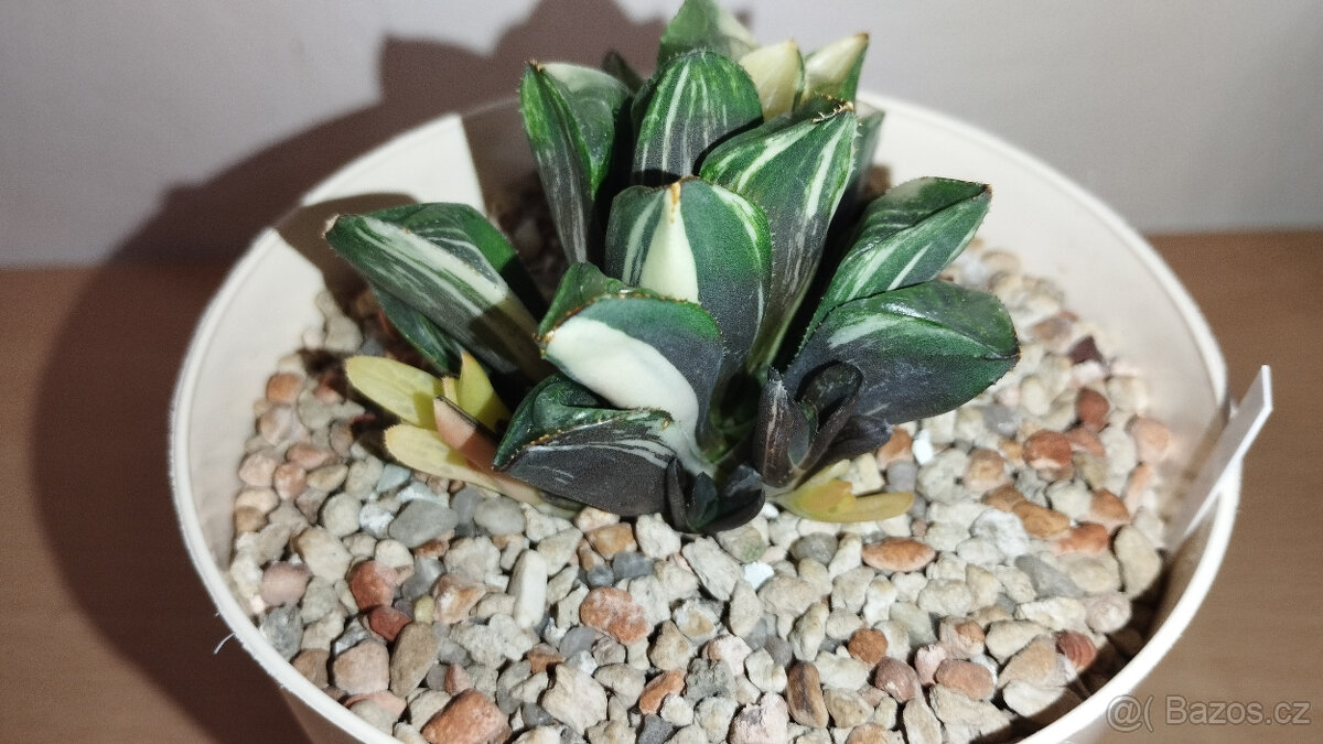 Haworthia Retusa variegated ( sukulent )