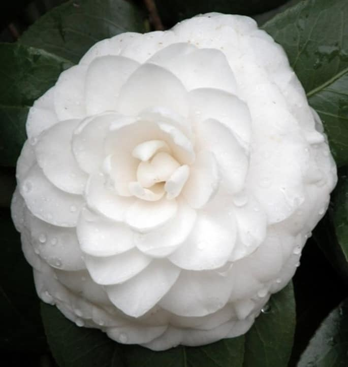 Kamélie japonská (Camellia Japonica)