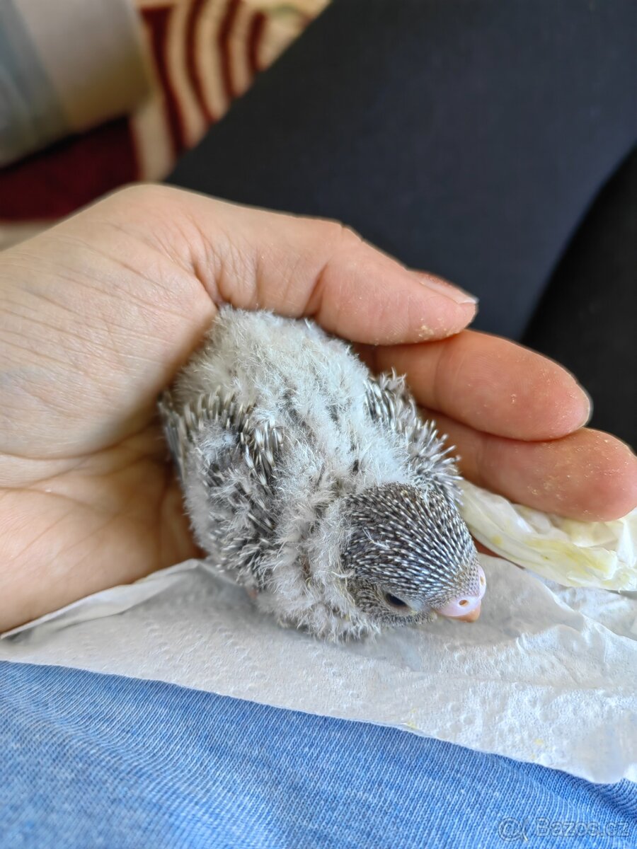 Andulka vlnkovaná - ručně dokrmená