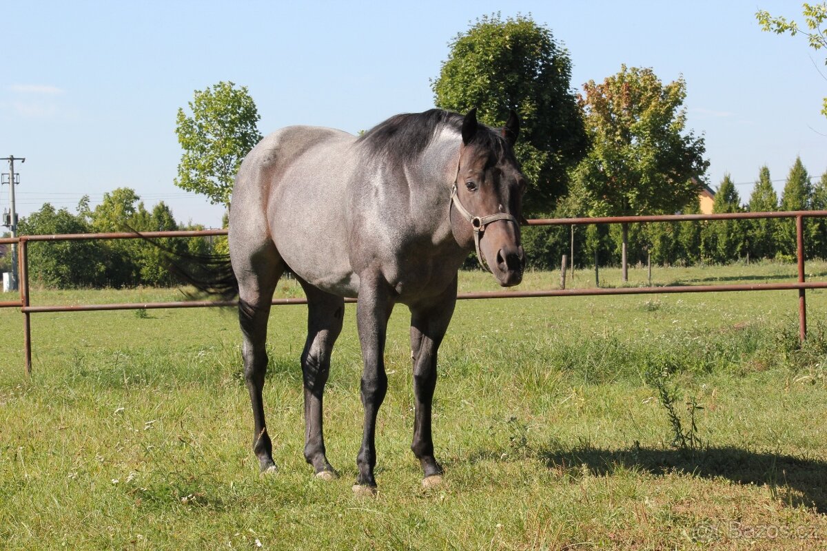 Quarter horse hřebec Bay roan