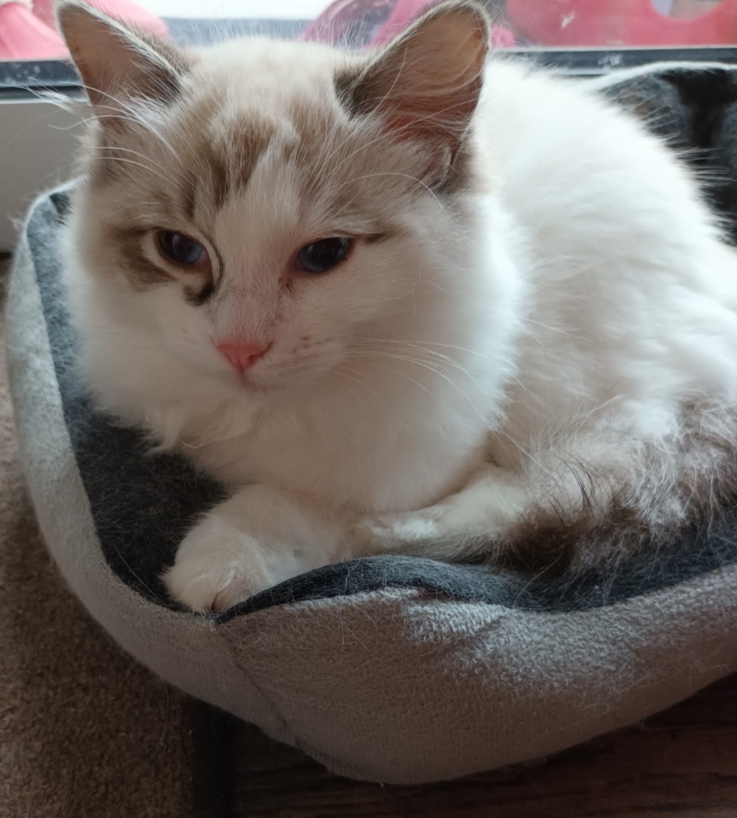 Kočička seal bicolor lynx s PP