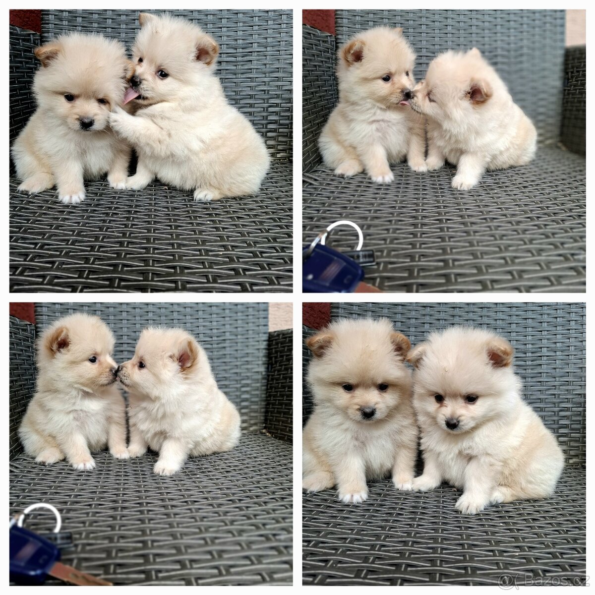 Pomeranian ,špic
