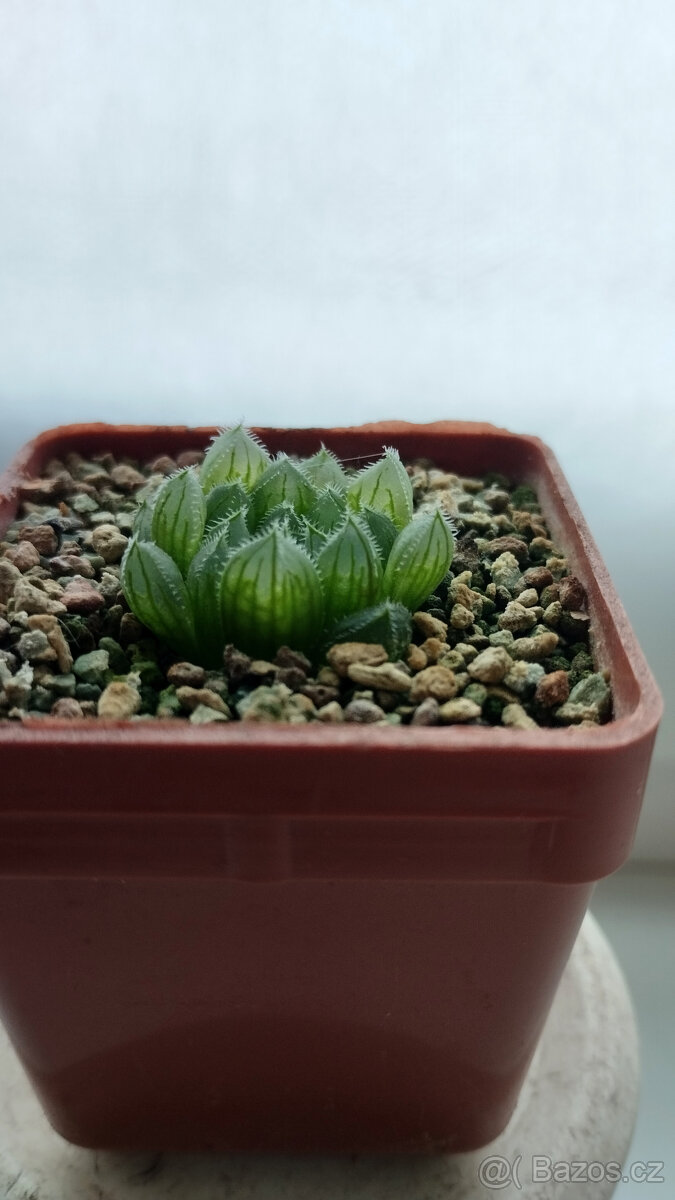 Haworthia cooperi var. Gordoniana 'Zuurbron' ( sukulent )