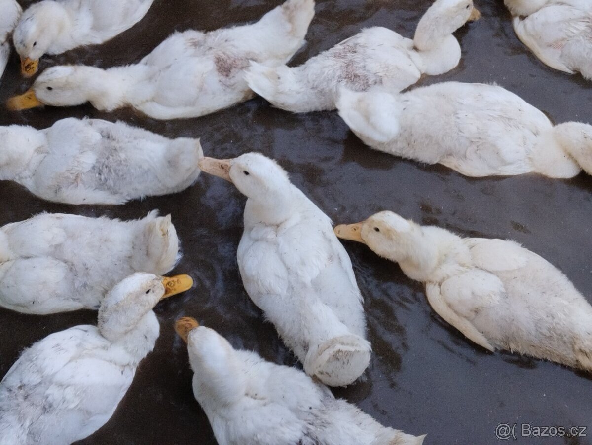 Kachna pekingská