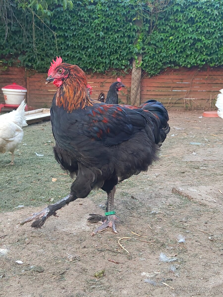Marans kohouti