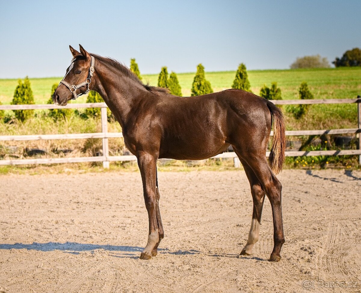 Klisna, hříbě  odstávče